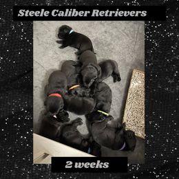 Labrador Retriever Puppies from Steele Caliber Retrievers