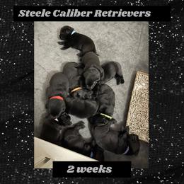 Labrador Retriever Puppies from Steele Caliber Retrievers