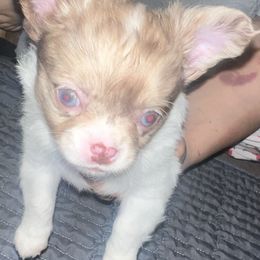 Flash - Gold and white male Chihuahua puppy in Indianapolis, Indiana from V & J’s Tiny Treasures