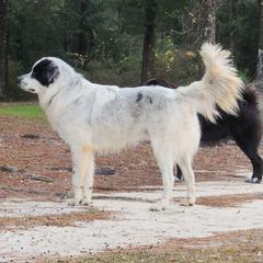 Marshall - Colorado Mountain Dog
