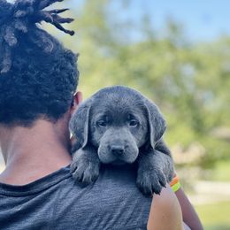 Dilute Retriever and Labrador Retriever Puppies from Hedge Lane Labradors