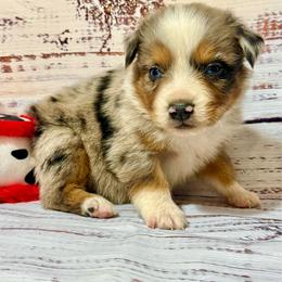 Blue male 3 - Blue merle male Miniature Australian Shepherd puppy in Lemon Cove, California from Magic Ranch Mini Aussies