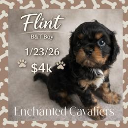 Flint - Black and tan male Cavalier King Charles Spaniel puppy in Auburn, Washington from Enchanted Cavaliers