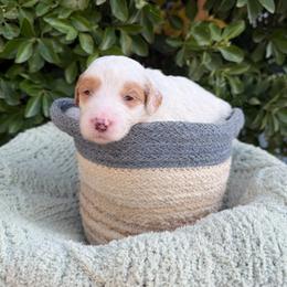Benedict - Parti male Goldendoodle puppy in Barstow, California from Golden Desert Doodles