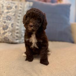 Surf - Chocolate male Cavapoo puppy in Colcord, Oklahoma from Copper Lane Aussies, Doodles & Cavapoos