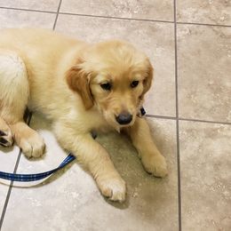 Golden Retriever Puppies from Sims Golden Retrievers