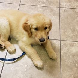 Golden Retriever Puppies from Sims Golden Retrievers
