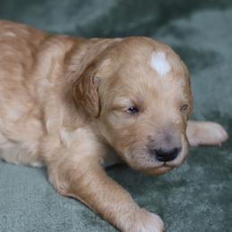 Mira - Apricot female Goldendoodle puppy in Macclenny, Florida from Baker County Goldendoodles