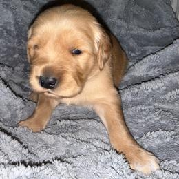 Pink Girl - Golden female Golden Retriever puppy in Rockwell, North Carolina from KnL Golden Acres