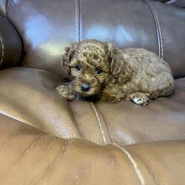Goldendoodle and Poodle Puppies from Katy's Toy Poodles & Doodles