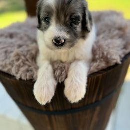 Bernedoodle and Goldendoodle Puppies from Cozy Creek Doodles