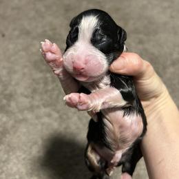 Black tri - Black tri-color female Australian Shepherd puppy in Muncie, Indiana from Gemfire Australian Shepherds