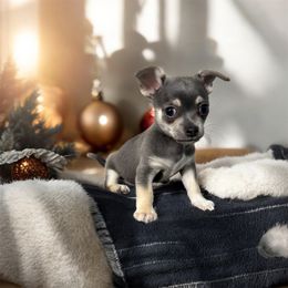 Louie - Blue male Chihuahua puppy in Jacksonville, Florida from Little Pawz, LLC