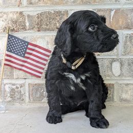 Pi - Black and white Portuguese Water Dog puppy in Jacksonville, Florida from Filo House