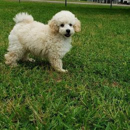 Poodle Puppies from Honey Valley Poodles