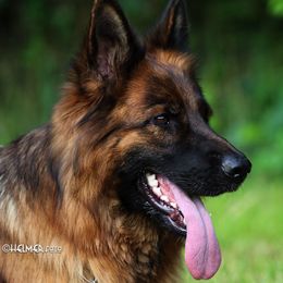 Isabella - German Shepherd