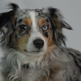 Australian Shepherds and Miniature Australian Shepherds from TJ's Aussies