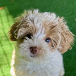 Companion Cross, Maltese, Morkie, and Yorkipoo Puppies from MC Kennels