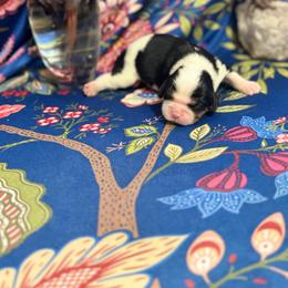 Oreo - Tri-color male Cavalier King Charles Spaniel puppy in Broken Arrow, Oklahoma from Cavalier King Charles Heartland