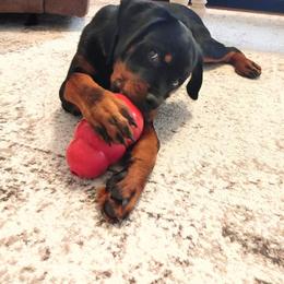 Rottweiler Puppies from Vom Arnold-Hause Rottweilers