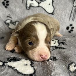 Red Merle Female with Blue Eyes - Red merle female Miniature Australian Shepherd puppy in Taunton, Massachusetts from Checkered Flag Champions Mini Aussies