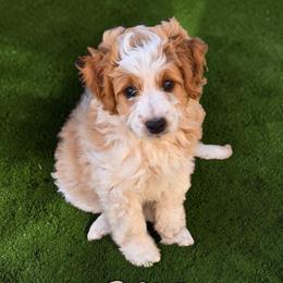 Bean - Red merle male Aussiedoodle puppy in Lebanon, Oregon from Abbott Family Farm