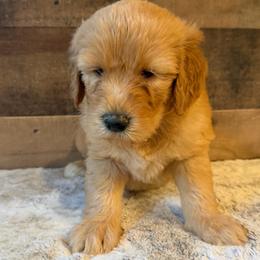Red Collar Girl - Red  female Goldendoodle puppy in San Augustine, Texas from Vintage Doodles