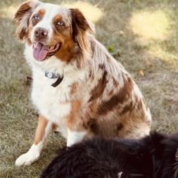Australian Shepherds from Sweetser Shepherds