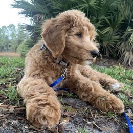 Goldendoodles from Heavenly Doodles