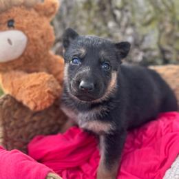 Maeve - Bi-color female German Shepherd puppy in Dover, Delaware from Fornax