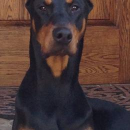 Doberman Pinschers from Thunder Mtn Kennels