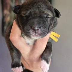 Girl 2 - Dark brown female Xoloitzcuintli puppy in Ethridge, Tennessee from Royalty Reigns Xolos