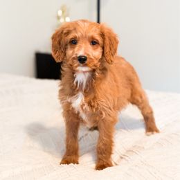 Christmas Tree - Red  male Goldendoodle puppy in Sallisaw, Oklahoma from Huddle Puppies