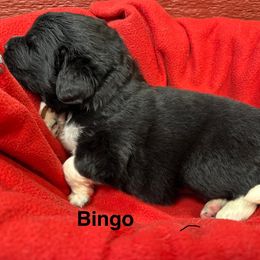 Bingo - White and black female Newfoundland puppy in Goodhue, Minnesota from Claypits Newfoundlands