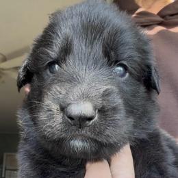 Boy 2 - Black male German Shepherd puppy in Valley Springs, South Dakota from Von Pasch German Shepherds