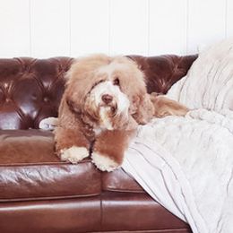Australian Labradoodles from Farmer's Daughter Doodles