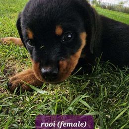 Rottweiler Puppies from Mack Daddy Rottweilers