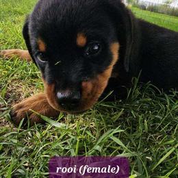 Rottweiler Puppies from Mack Daddy Rottweilers