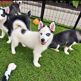 Tucker - Black and white male Pomsky puppy in Mannington Township, New Jersey from Little Husky Hutt