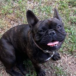Rosie - French Bulldog