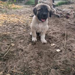 Oreanna - Fawn female Anatolian Shepherd Dog puppy in Avon Park, Florida from Sandy Pines Homestead