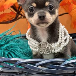 Chihuahua and Dachshund Puppies from Dachshund Family Love Breeders