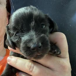 Nicole - Black female Dachshund puppy in Bigfork, Minnesota from Dachshunds Up North