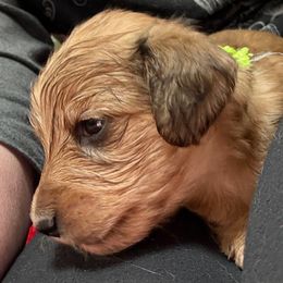 Green collar - Cream female Dachshund puppy in Shawnee, Oklahoma from Magic Eagle Miniature Dachshunds