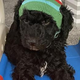Sheepadoodle Puppies from Oodles of Doodles