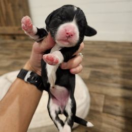 Mint - Black Tuxedo - Black and white female Bernedoodle puppy in Shelby, North Carolina from Forever Grateful Doodles