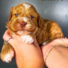 Churro - Chocolate female Australian Labradoodle puppy in Decatur, Alabama from Southern Meadows Doodles
