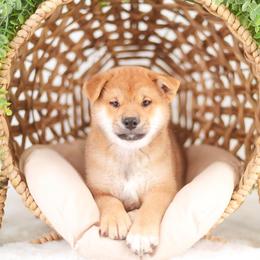 Naruto - Red male Shiba Inu puppy in Neosho, Missouri from Sunny Terrace Shibas
