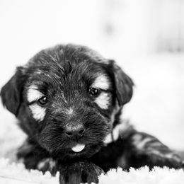 Border Collie and Skye Terrier Puppies from Skyward Farms
