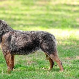 Nine - Australian Cattle Dog